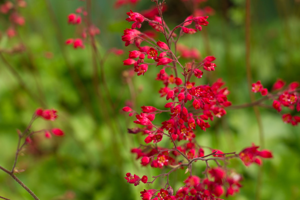 Red coralbells.
