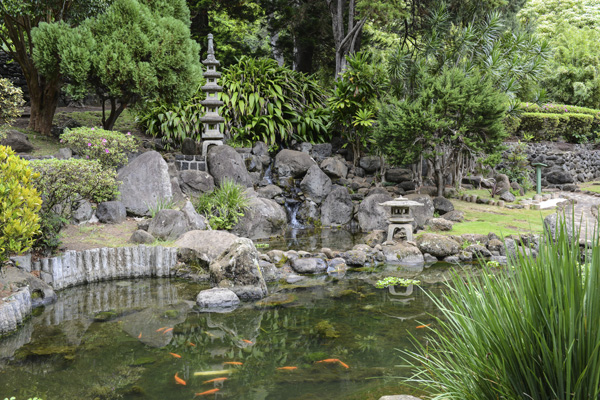 The koi pond serves as home for over 60 individual koi fish, as well as a large population of frogs that sit atop the lily pads on a sunny day.