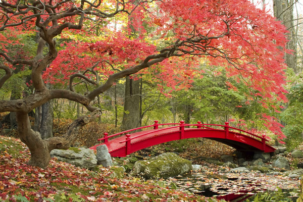 A breathtakingly beautiful Japanese maple greets visitors of the garden, as they stroll across an enchanting red wood bridge over a babbling brook.
