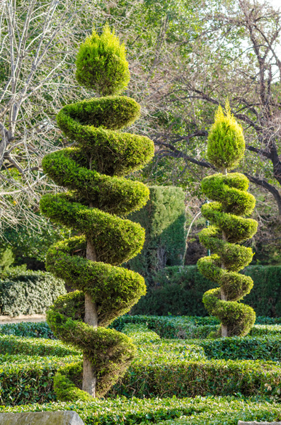 Spiral topiary trees. 
