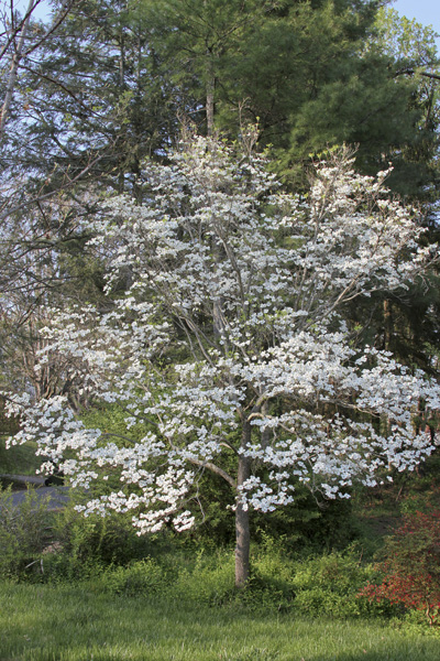 White dogwood tree in bloom.
