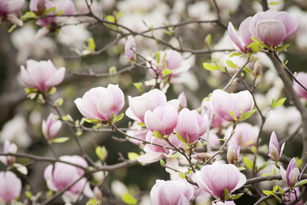 Pink magnolia blossoms.